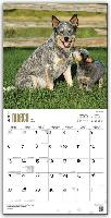 Blue Heelers 2016 - Australische Treibhunde - 18-Monatskalender mit freier DogDays-App