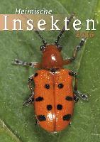 Heimische Insekten 2016