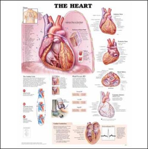 Heart Anatomical Chart