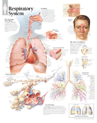 Respiratory System