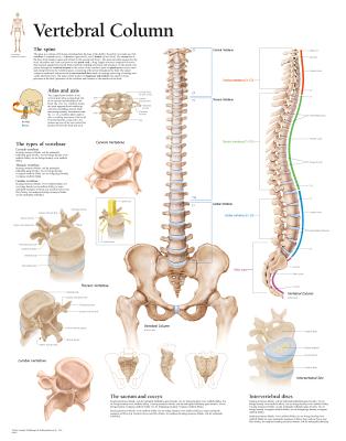 Vertebral Column