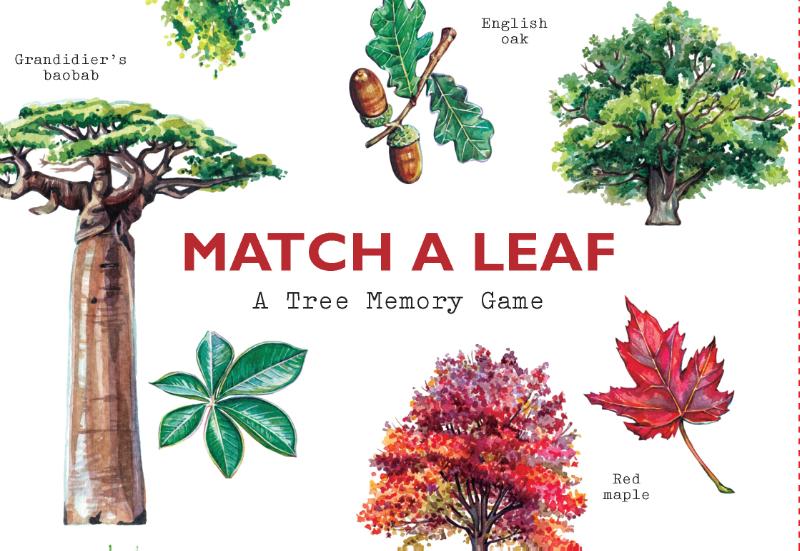 Match a Leaf A Tree Memory Game:A Tree Memory Game